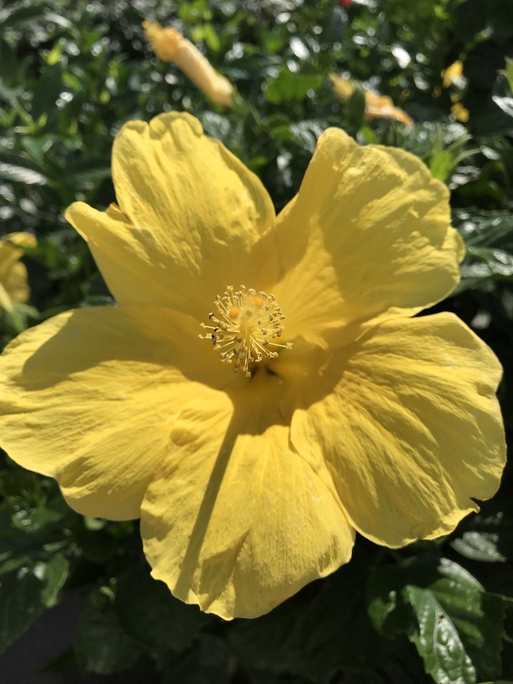Hibiscus