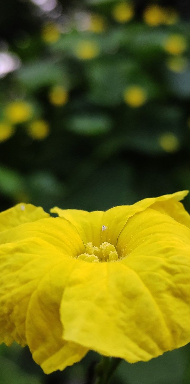 yellow flowers