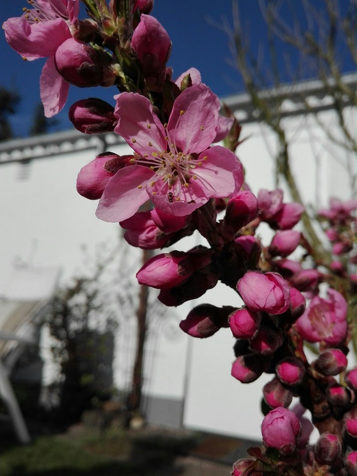 nektarinen blüte