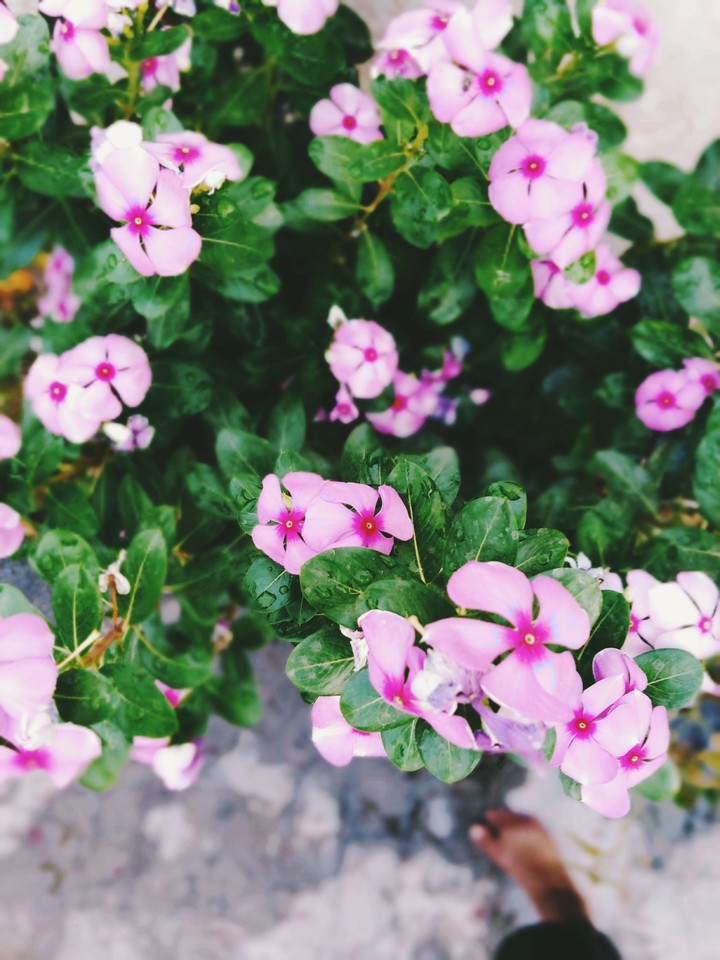 flowers