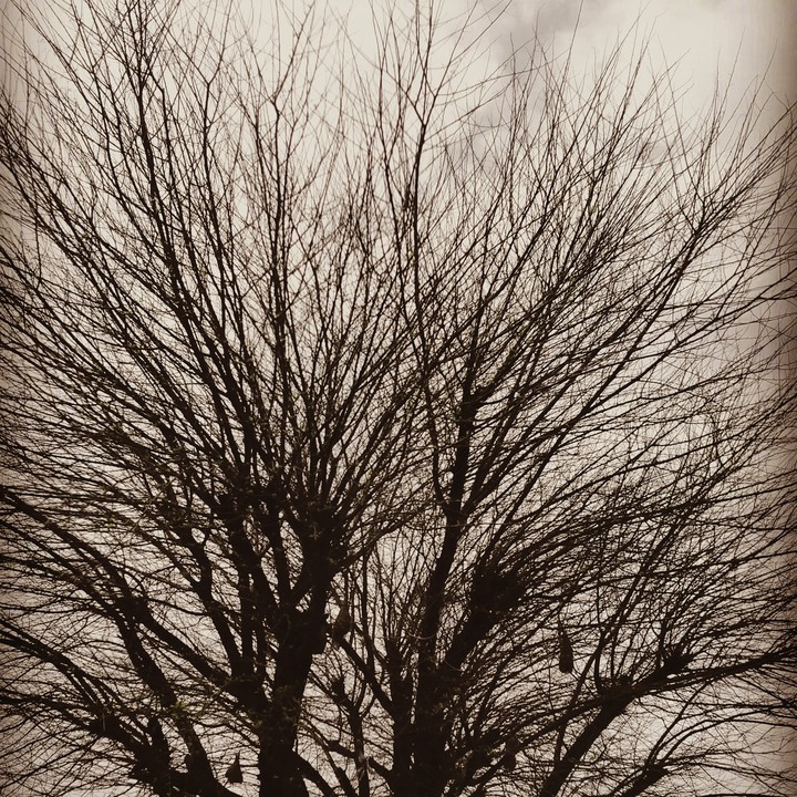 haa conjuring tree ? I found