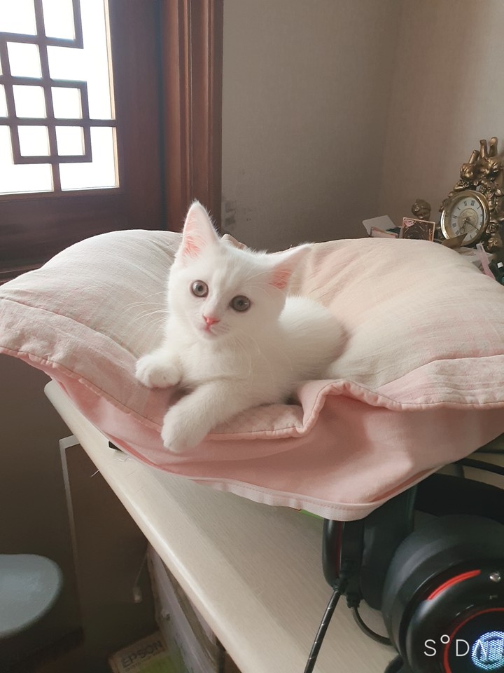 냥
