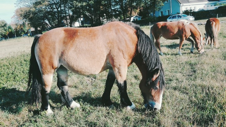 horse