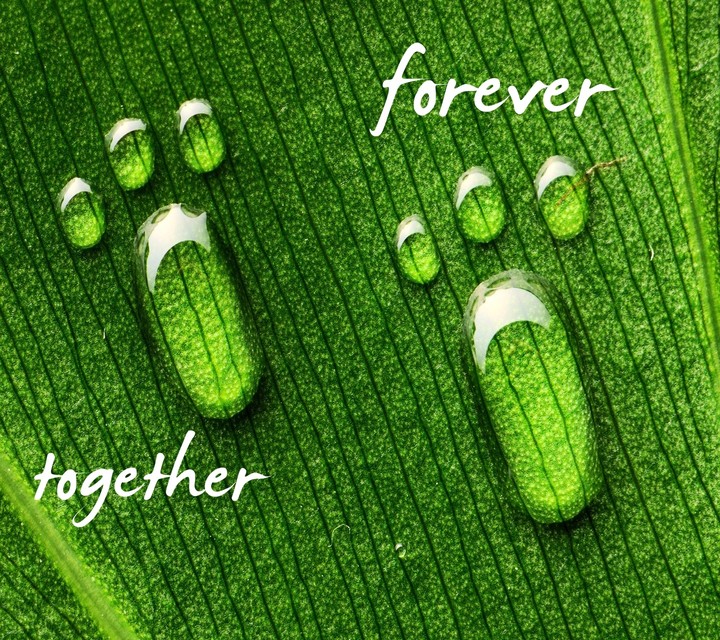 Together forever