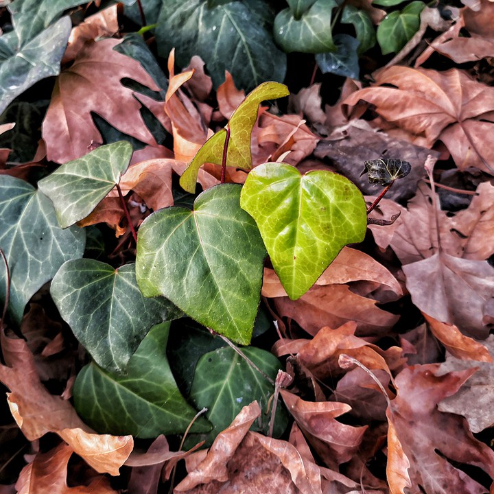 fall