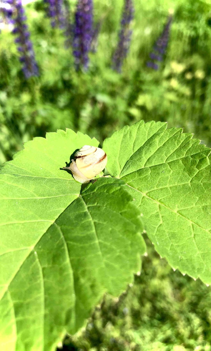 snail ? улитка