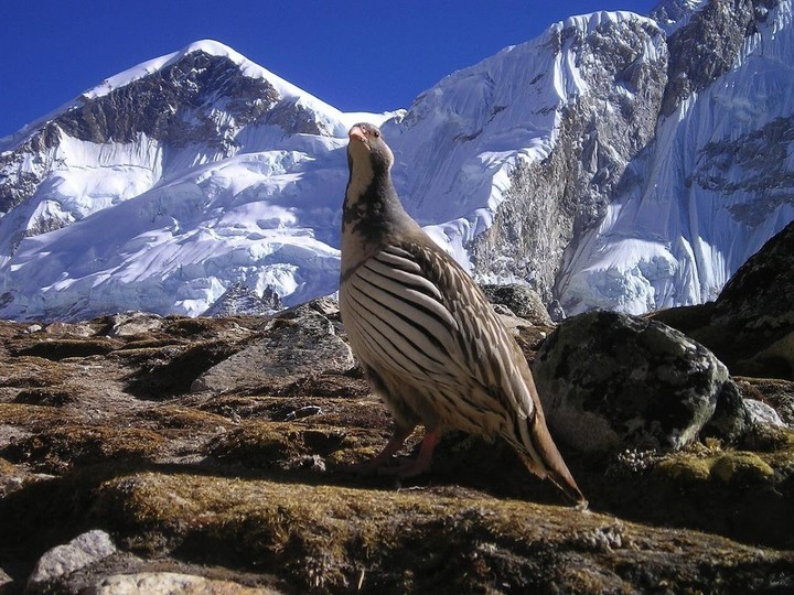 Nepali bird