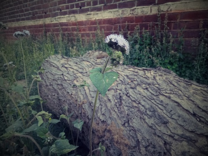 old log 2