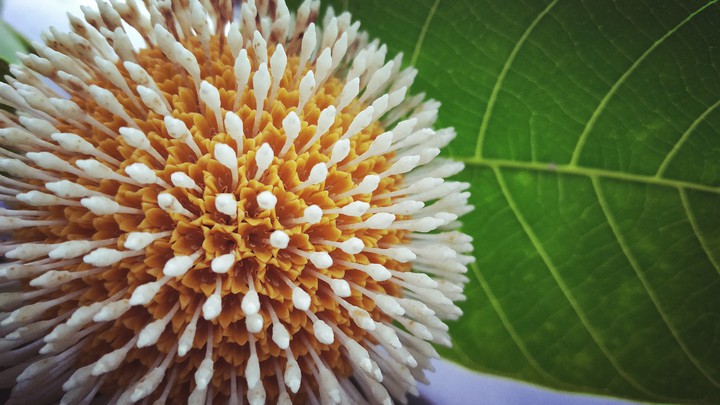blossom flower