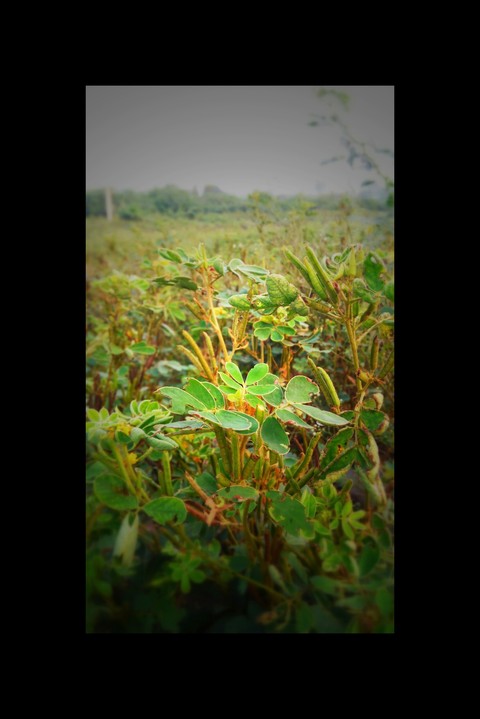 Nature