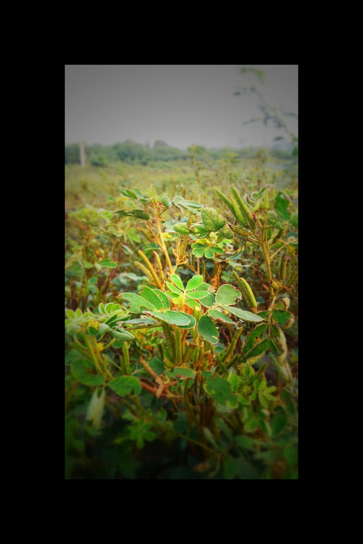 Nature