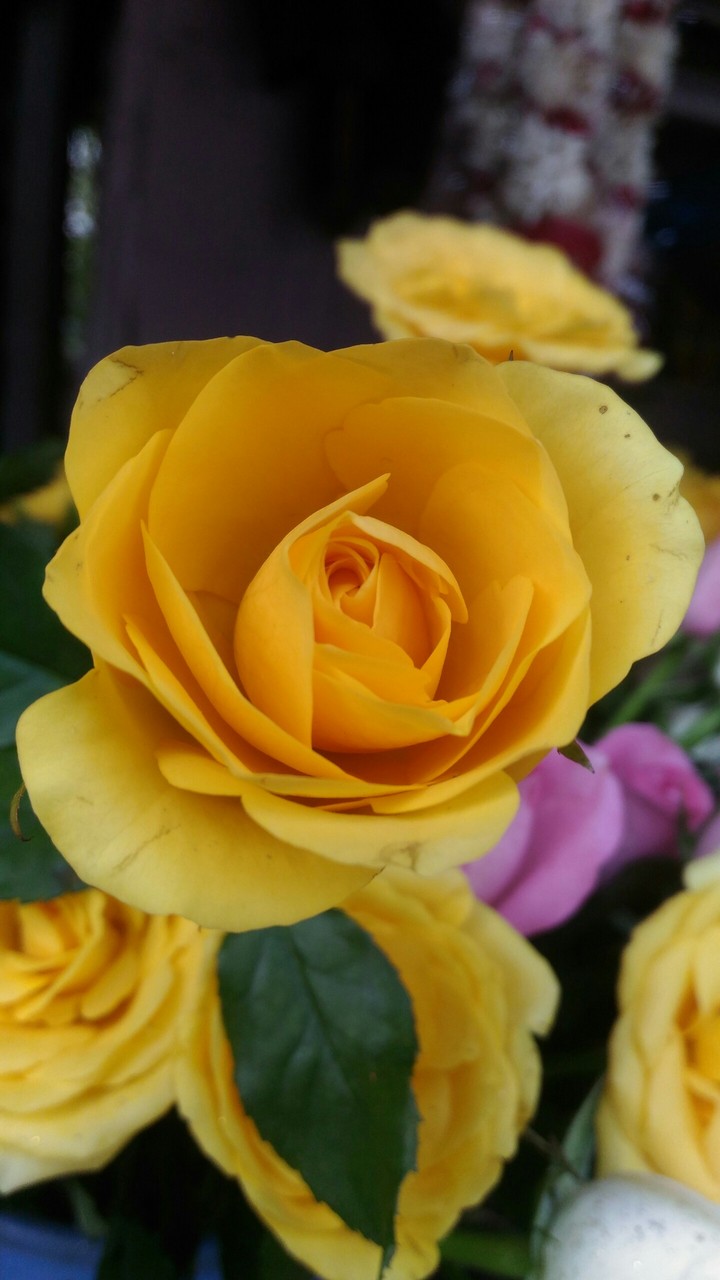flower