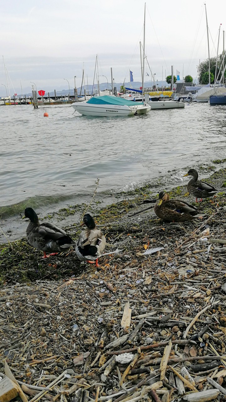 Am Bodensee in Friedrichshafen