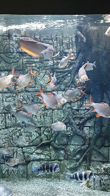 Fish
