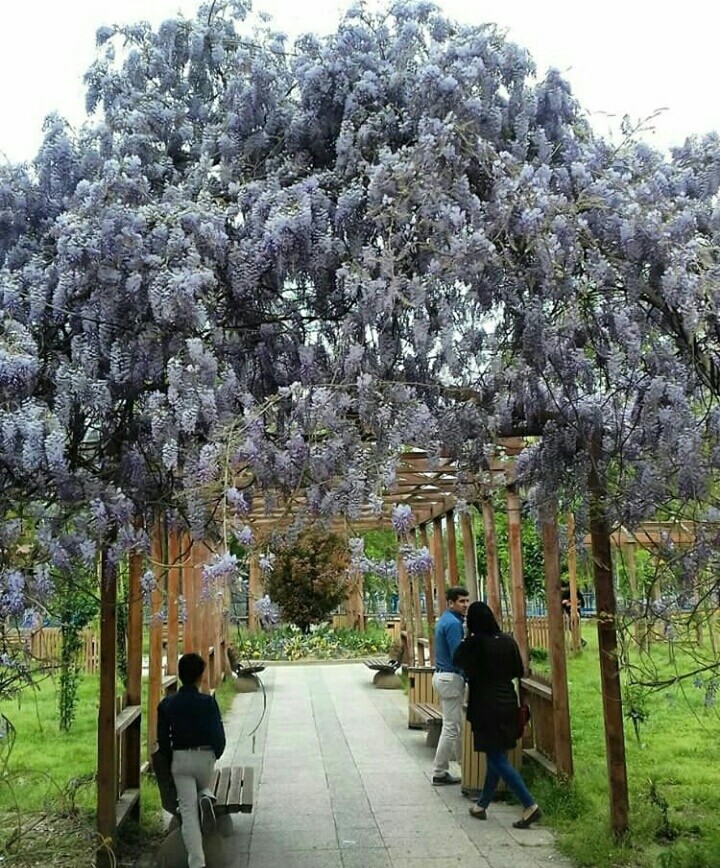باغ محتشم، رشت