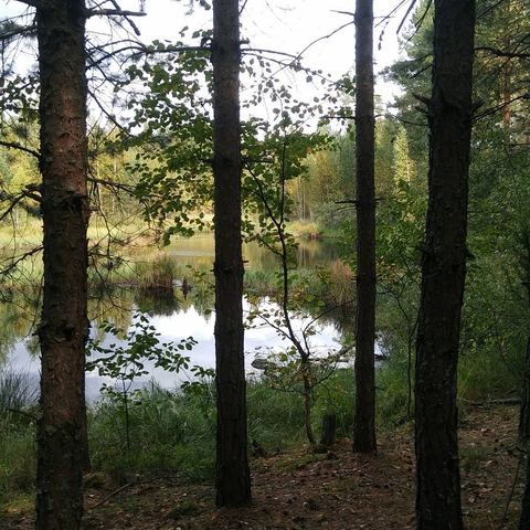 tree, forest Hintergrundbilder