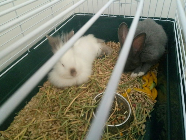 ratsd
