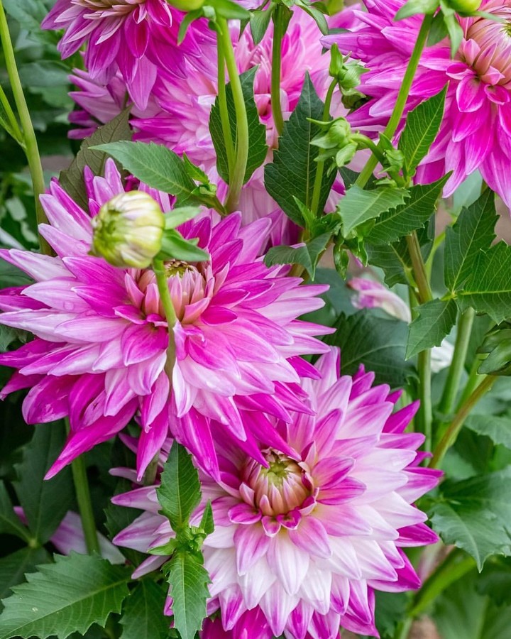 Dahlia