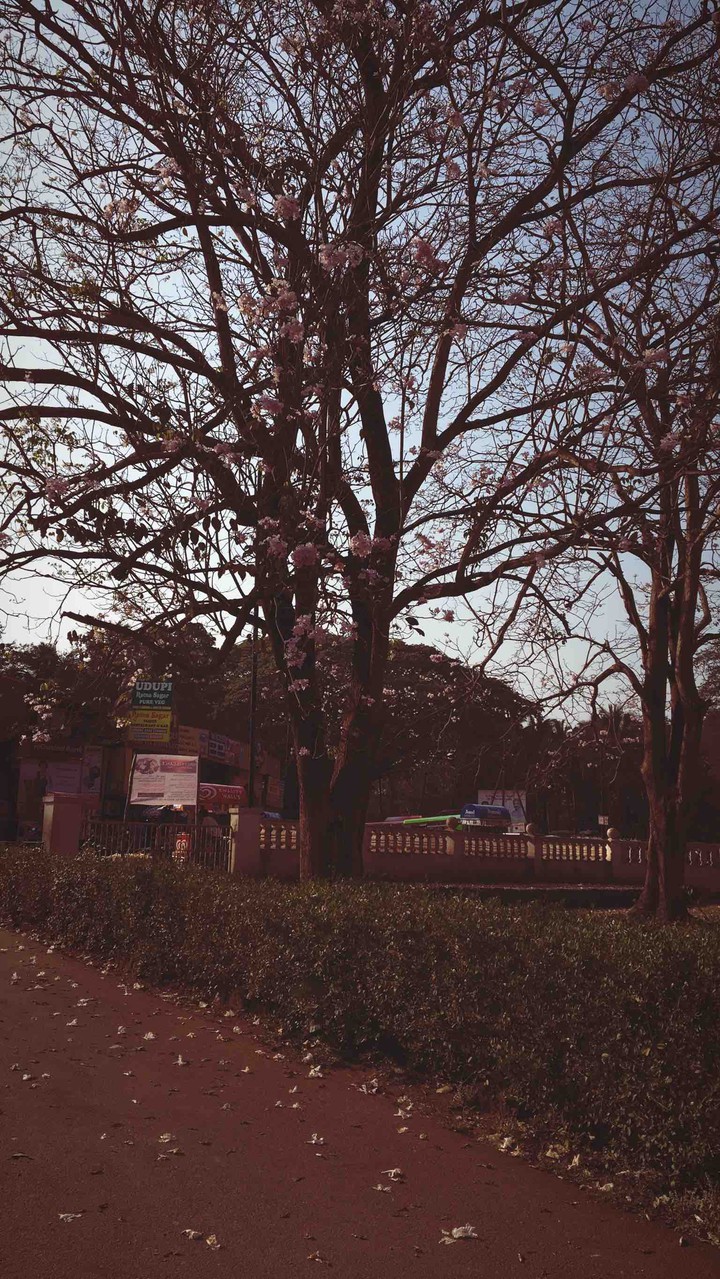 Beautifull Tree