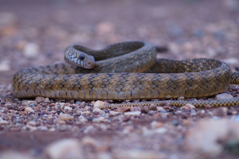 Snake
