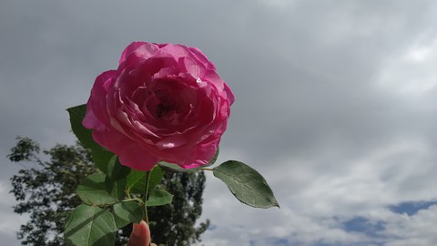 Gertrude Jekyll rose