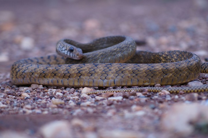 Snake