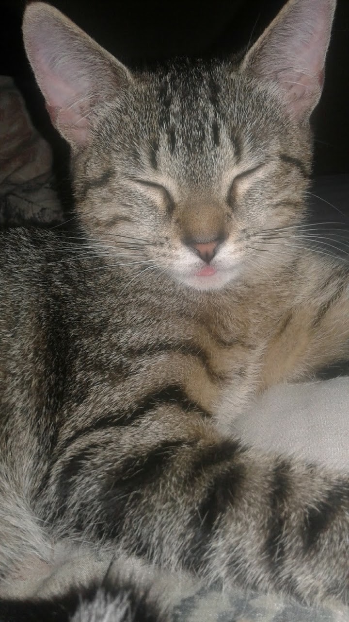 A Cat Named Neo