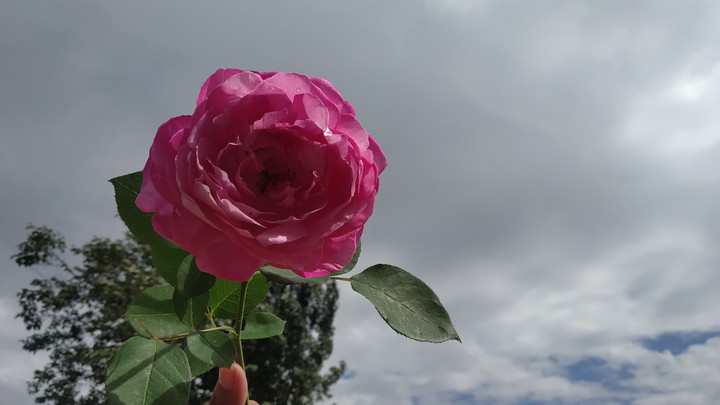 Gertrude Jekyll rose
