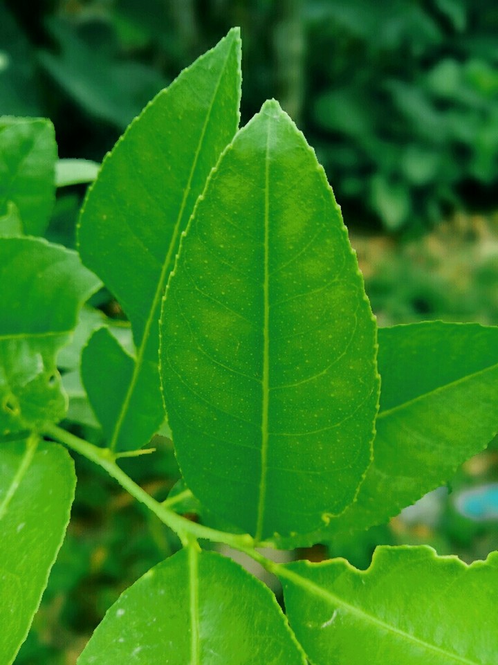 Green Lime Leaves.