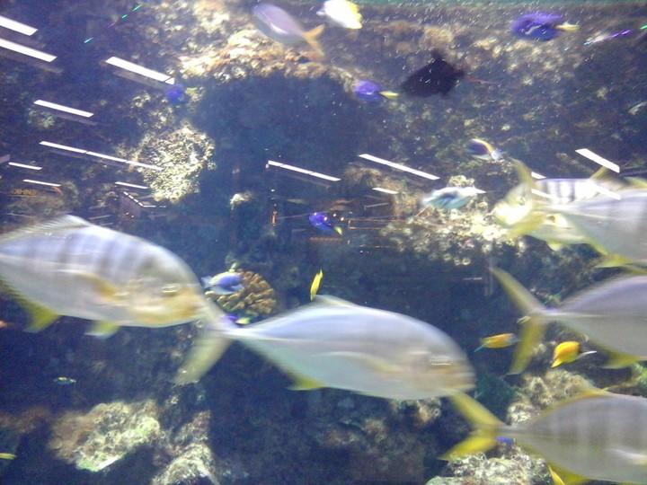 fish