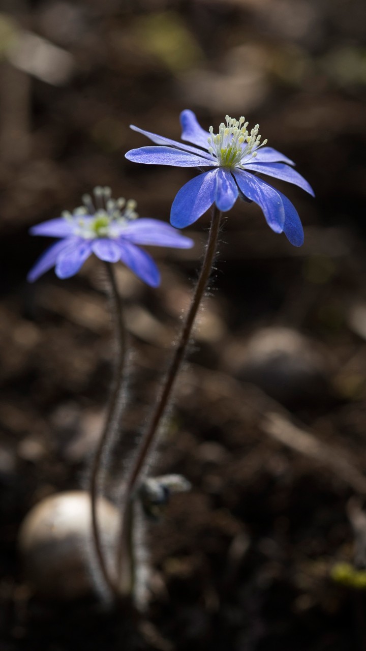 Tiny Flowers