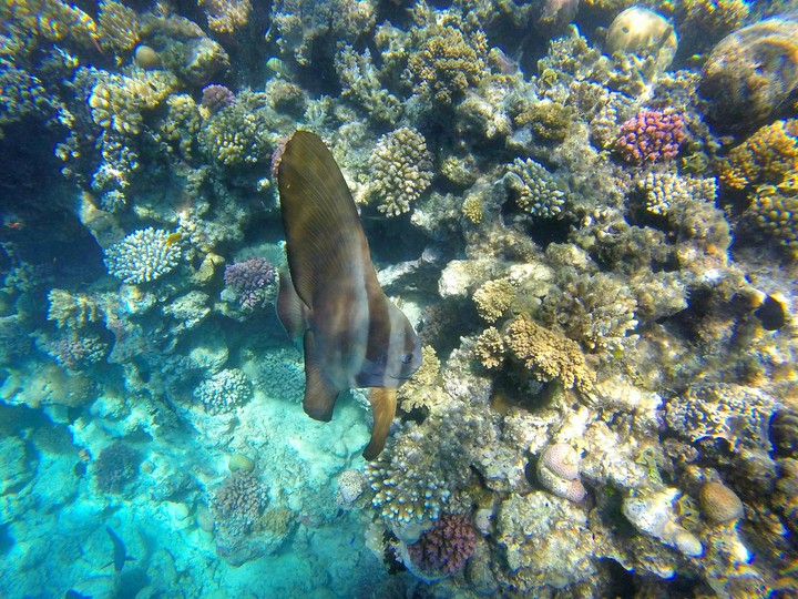 Fish Red Sea