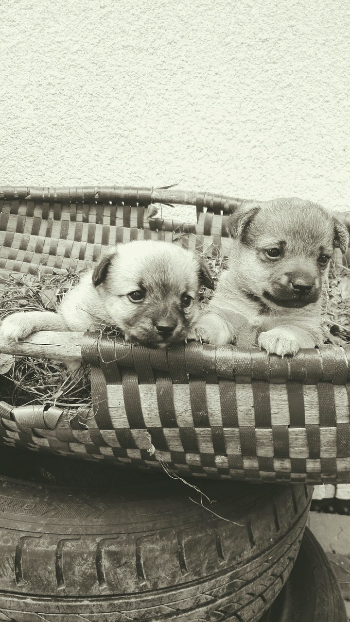 puppy