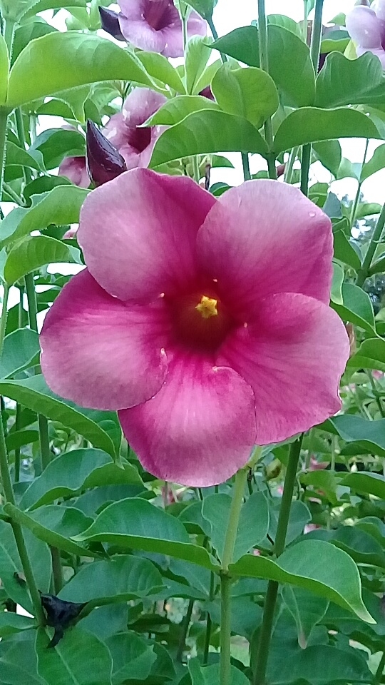 alamanda
