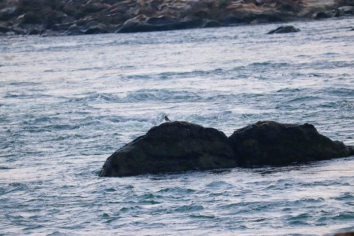 bird on top on twin rocks