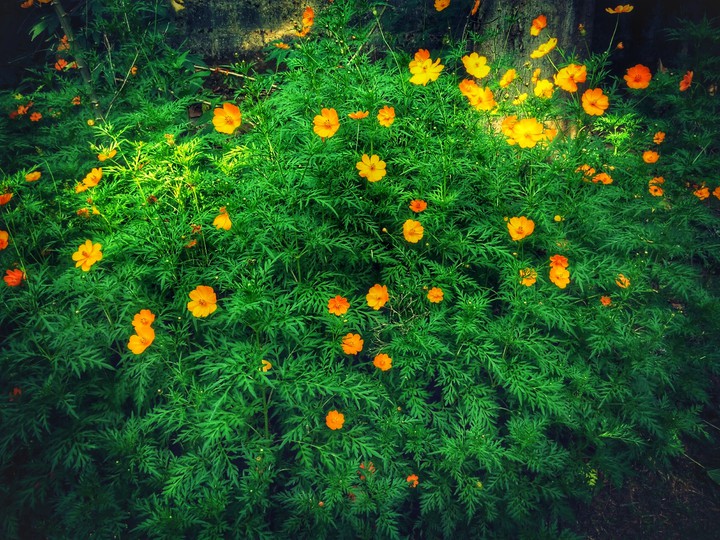 beautiful flowers
