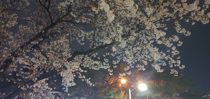 flower of the night - cherryblossoms