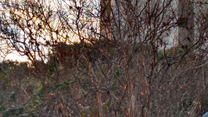birds