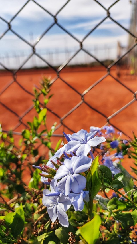 papéis de parede petal, mesh