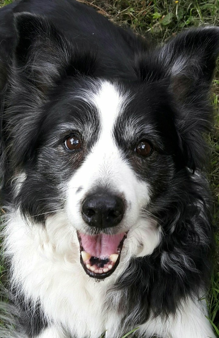 The Border Collie Because There Is No Better Dog