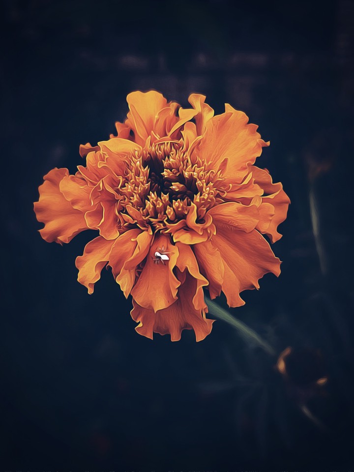 flower & Spider