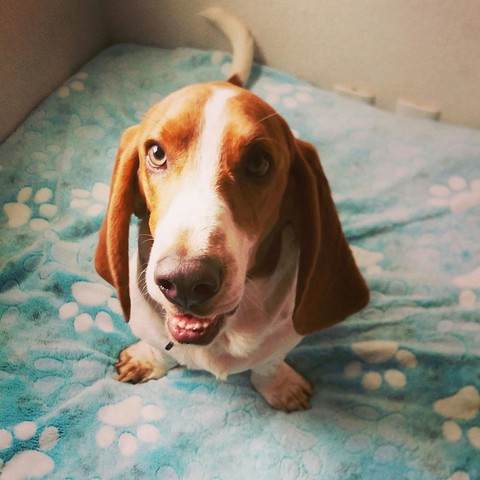 Happy Dog