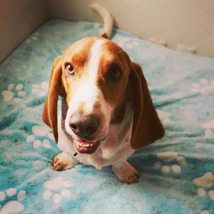 Happy Dog