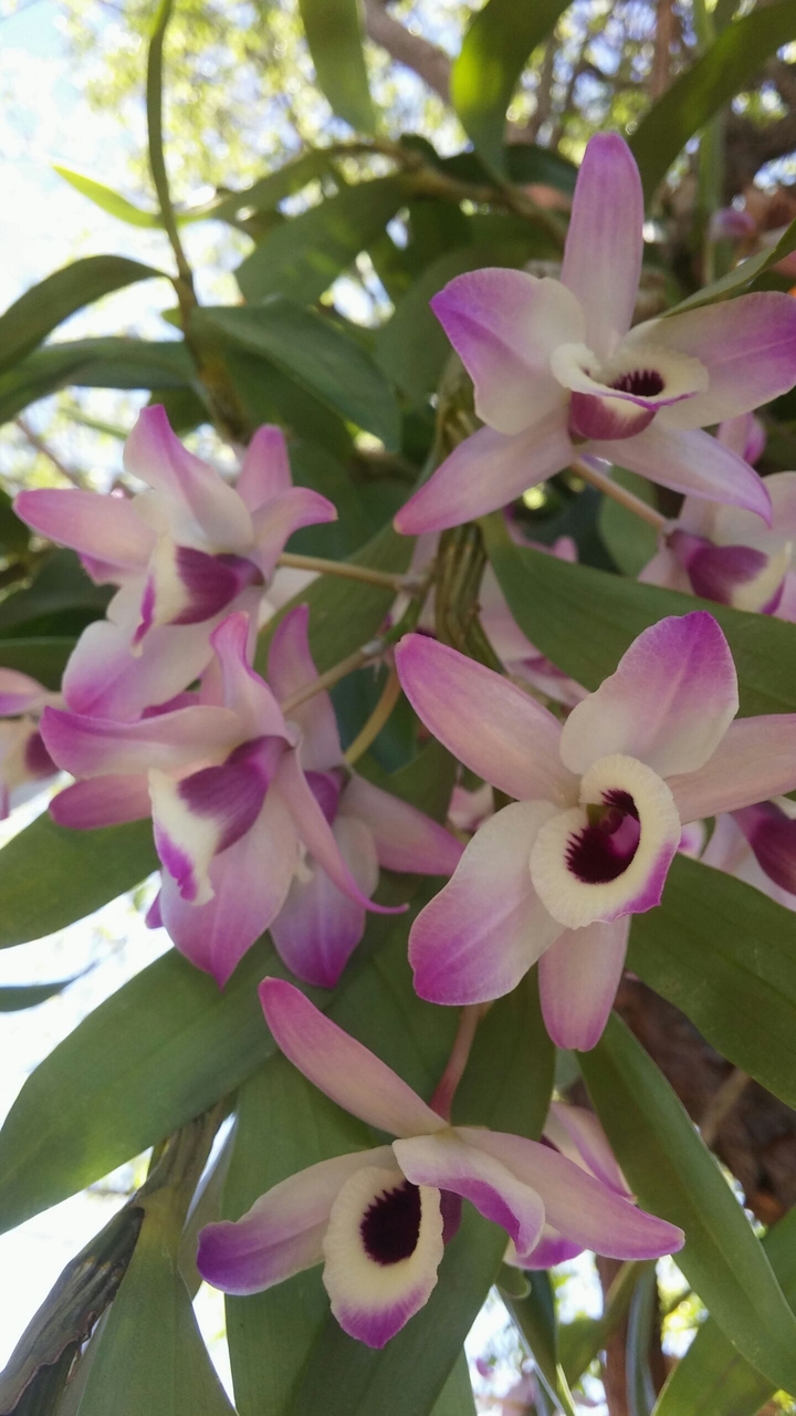 Orquídea