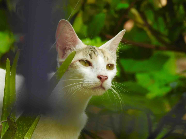 love animals