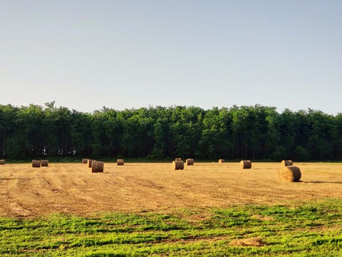 field