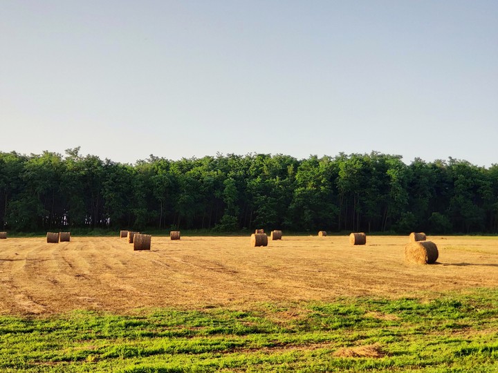 field