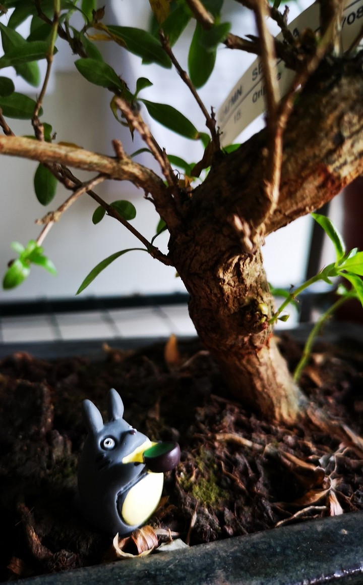 il mio bonsai