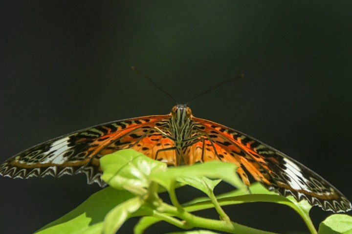 schmetterling