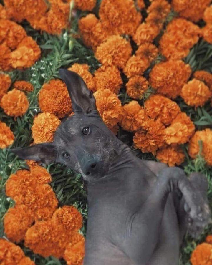 día de muertos Mexico xoloizcuintle perro Mexicano